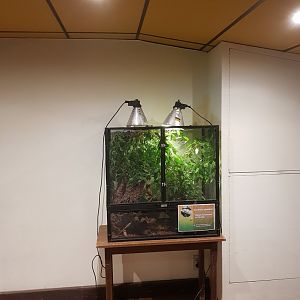 Natuurhulpcentrum Opglabbeek Common chameleon