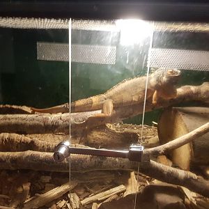 Natuurhulpcentrum Opglabbeek Green iguana