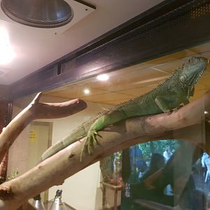 Natuurhulpcentrum Opglabbeek Green iguana