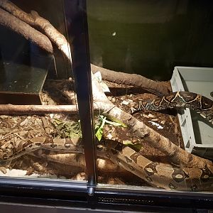 Natuurhulpcentrum Opglabbeek boa constrictor