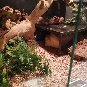 Natuurhulpcentrum Opglabbeek Snake