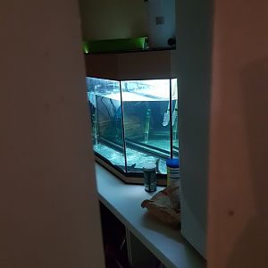 Natuurhulpcentrum Opglabbeek Random fish