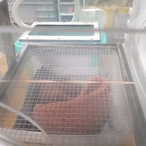 Natuurhulpcentrum Opglabbeek ICU