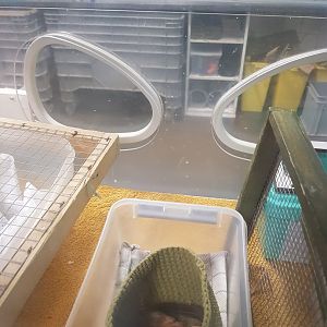 Natuurhulpcentrum Opglabbeek ICU