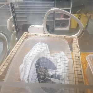 Natuurhulpcentrum Opglabbeek ICU