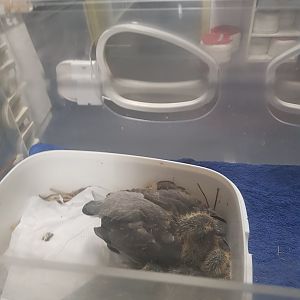 Natuurhulpcentrum Opglabbeek ICU