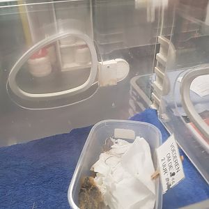 Natuurhulpcentrum Opglabbeek ICU