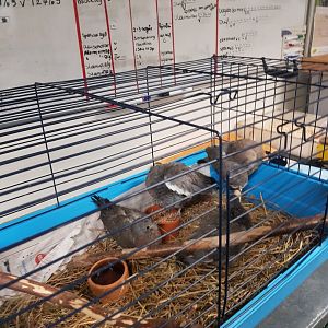 Natuurhulpcentrum Opglabbeek ICU