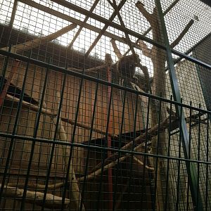 Natuurhulpcentrum Opglabbeek crab eating macaque