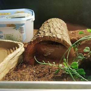 Natuurhulpcentrum Opglabbeek Snake