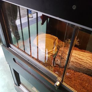 Natuurhulpcentrum Opglabbeek Snake