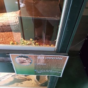 Natuurhulpcentrum Opglabbeek Boa imperator
