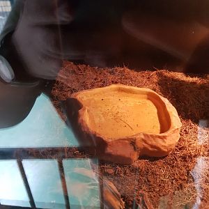 Natuurhulpcentrum Opglabbeek snake