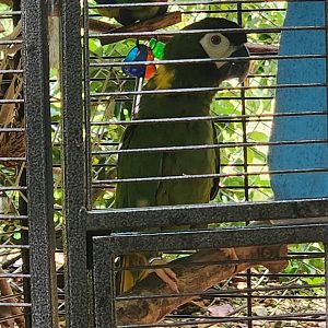 Everglades Outpost - Yellow-collared Macaw