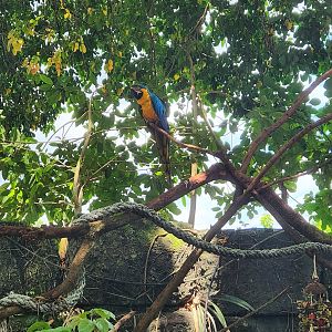 Everglades Outpost - Blue-yellow Macaw