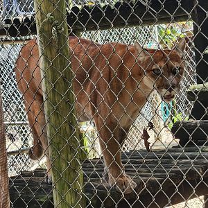 Everglades Outpost - Florida Panther