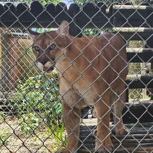 Everglades Outpost - Florida Panther