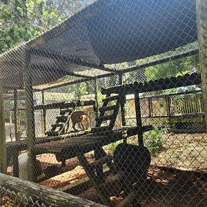 Everglades Outpost - FL Panther exhibit