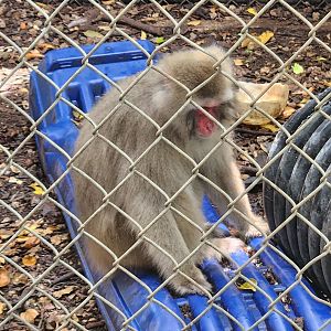 Everglades Outpost - Japanese Macaque