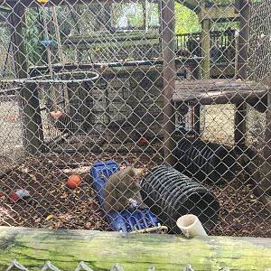 Everglades Outpost - Macaque enclosure
