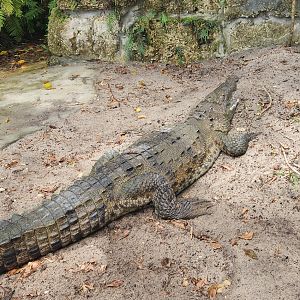 Everglades Outpost - American Crocodile