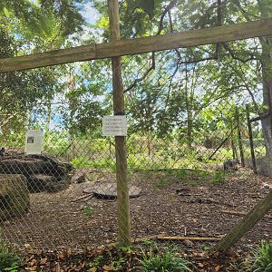 Everglades Outpost - Wolf exhibit