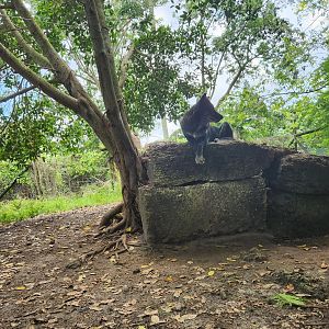 Everglades Outpost - Gray Wolf