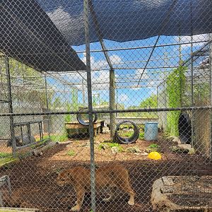 Everglades Outpost - FL Panther exhibit #2
