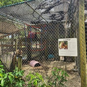 Everglades Outpost - Brown Lemur