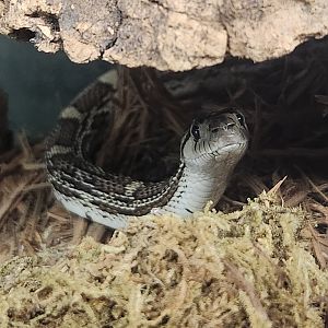 Everglades Outpost - Sonoran Bull Snake