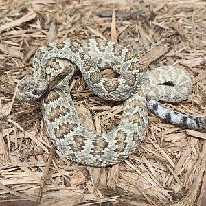 Everglades Outpost - Mojave Rattlesnake