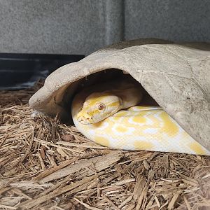 Everglades Outpost - Burmese Python