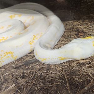 Everglades Outpost - Reticulated Python (albino or leucistic)