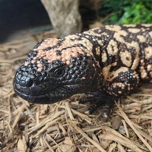 Everglades Outpost - Gila Monster
