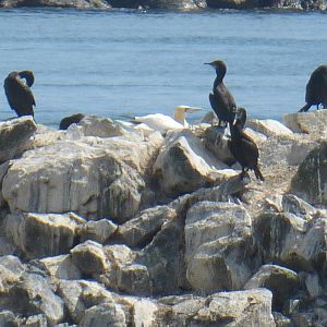 Morris the only Pacific gannet