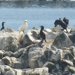 Morris the only Pacific gannet