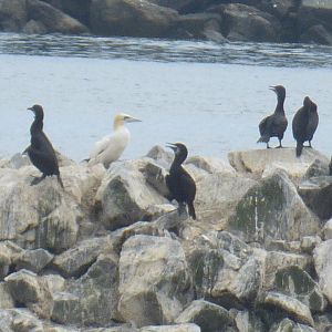 Morris the only Pacific gannet