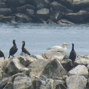 Morris the only Pacific gannet