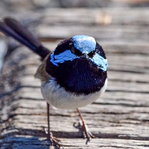 Superb Fairywren