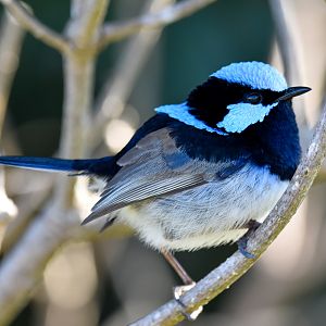 Superb Fairywren