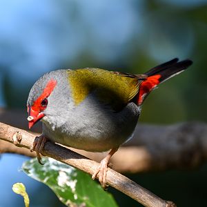 Red-browed Finch