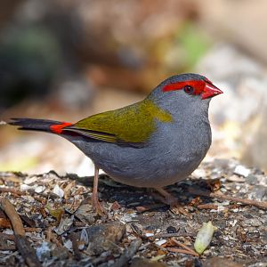 Red-browed Finch