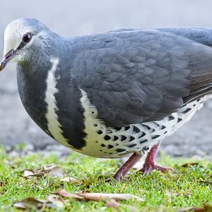 Wonga Pigeon