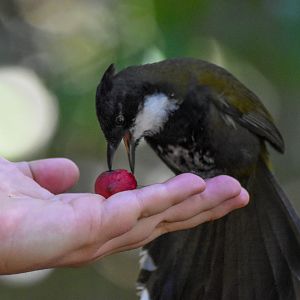 Eastern Whipbird