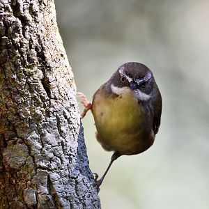 White-browed Scrubwren