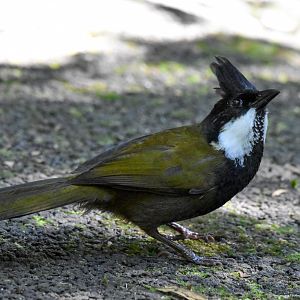 Eastern Whipbird