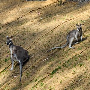Whiptail Wallabies