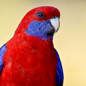 Crimson Rosella