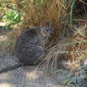 Quokka