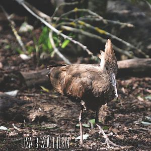 Hamerkop